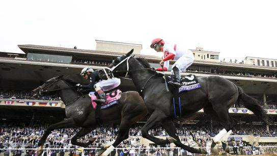 Native Diver Stakes headlines Del Mar Saturday taken at Del Mar (Horse Racing)