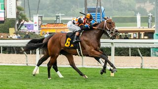 Santa Anita Saturday: A Quintet in The Lure taken Santa Anita Park (Horse Racing). Photo by Santa Anita Park / Benoit Photo
