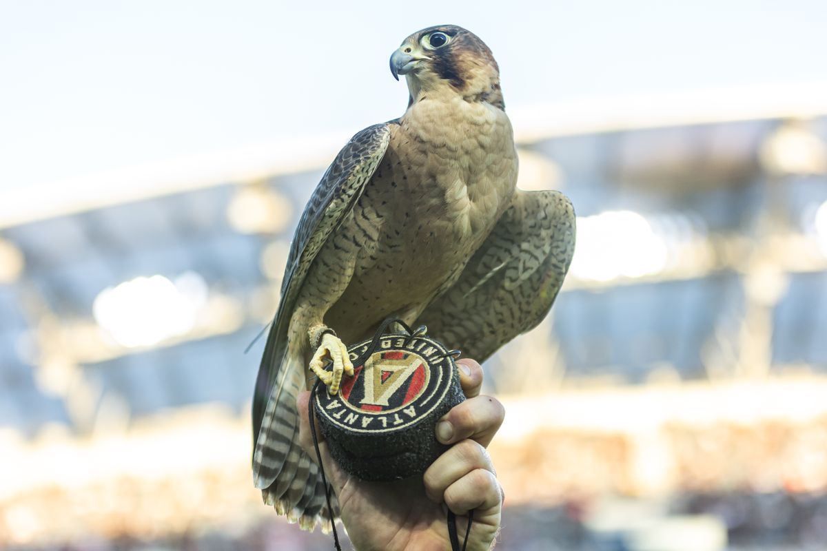 LAFC falcon Olly holds onto the puck during a MLS soccer game against Atlanta United FC, Sunday, October 5, 2025, in Los Angeles, California. LAFC falcon Olly holds onto the puck during a MLS soccer game against Atlanta United FC, Sunday, October 5, 2025, in Los Angeles, California.