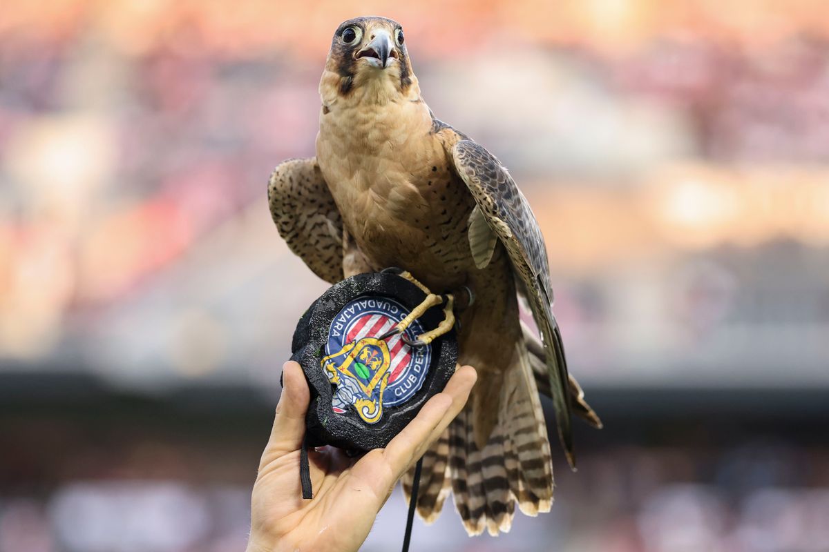 The LAFC falcon Olly lands on the pitch before a Leagues Cup match between LAFC and Chivas de Guadalajara, Wednesday August 5, 2026 in Los Angeles, Calif. The LAFC falcon Olly lands on the pitch before a Leagues Cup match between LAFC and Chivas de Guadalajara, Wednesday August 5, 2026 in Los Angeles, Calif.